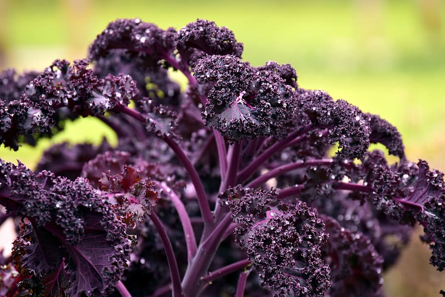 kohl, kale, red green cabbage, redbor, leaves, vitamins, healthy HD wallpaper