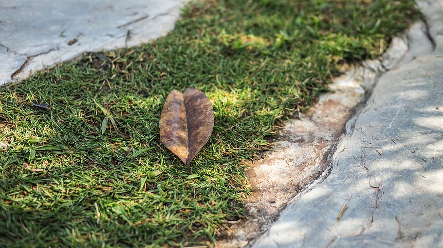 ground, leaf, plant, grass, fungus, moss, soil, flagstone, tree HD wallpaper