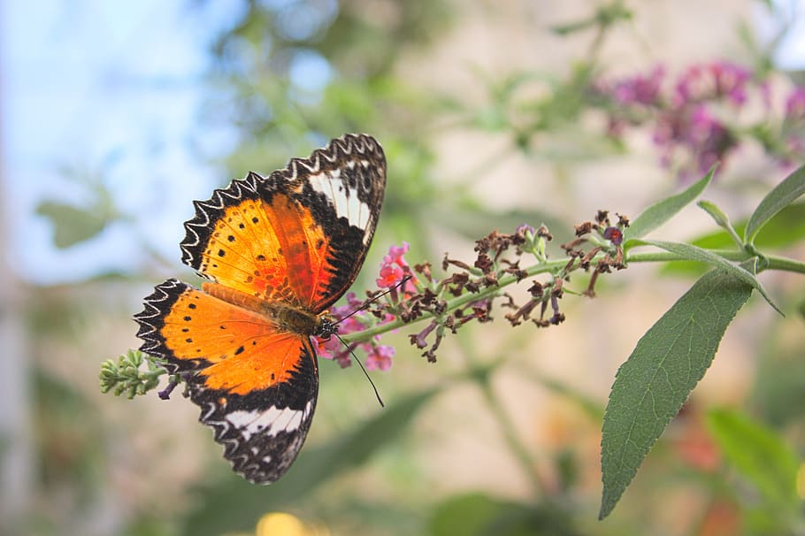 butterfly, insect, flower, beauty in nature, flowering plant HD wallpaper