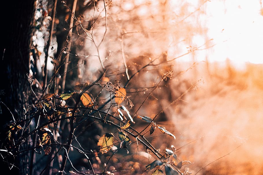 trees, forest, sunset, fall, plant, branch, nature, no people HD wallpaper