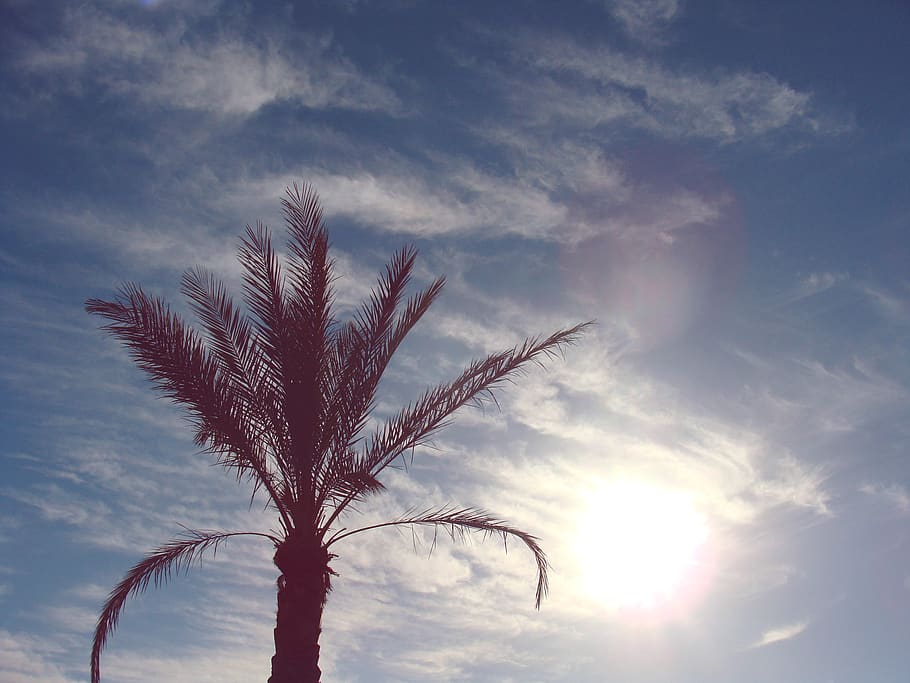 Green Palm Tree Under Clear Blue Sky, clouds, sun, sunny, nature HD wallpaper