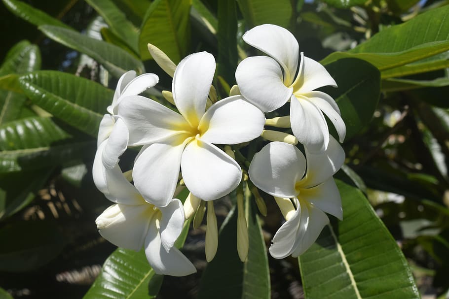 exappiah, flower, plant, flowering plant, beauty in nature HD wallpaper
