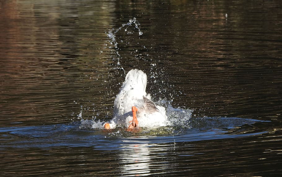 goose, keep a cool head, diving, swim, head in the water, water bird, HD wallpaper