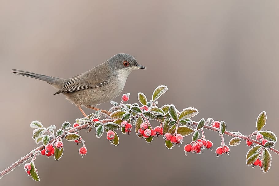christmas, cold, ice, bird, berry, winter, background, frozen HD wallpaper