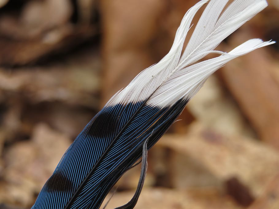 feather, nature, close-up, focus on foreground, no people, softness HD wallpaper