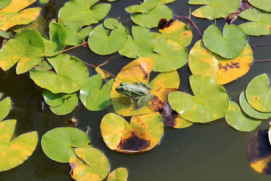 water lily, lily pad, frog, animal, leaf, green, pond, pond inhabitants, HD wallpaper
