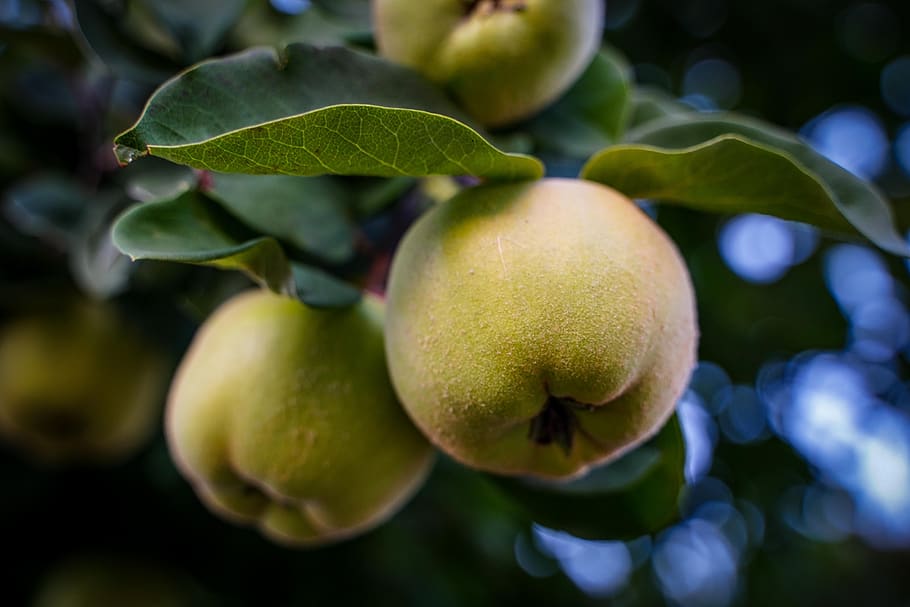 apple, apple tree, fruit tree, green apple, ripe, kernobstgewaechs HD wallpaper