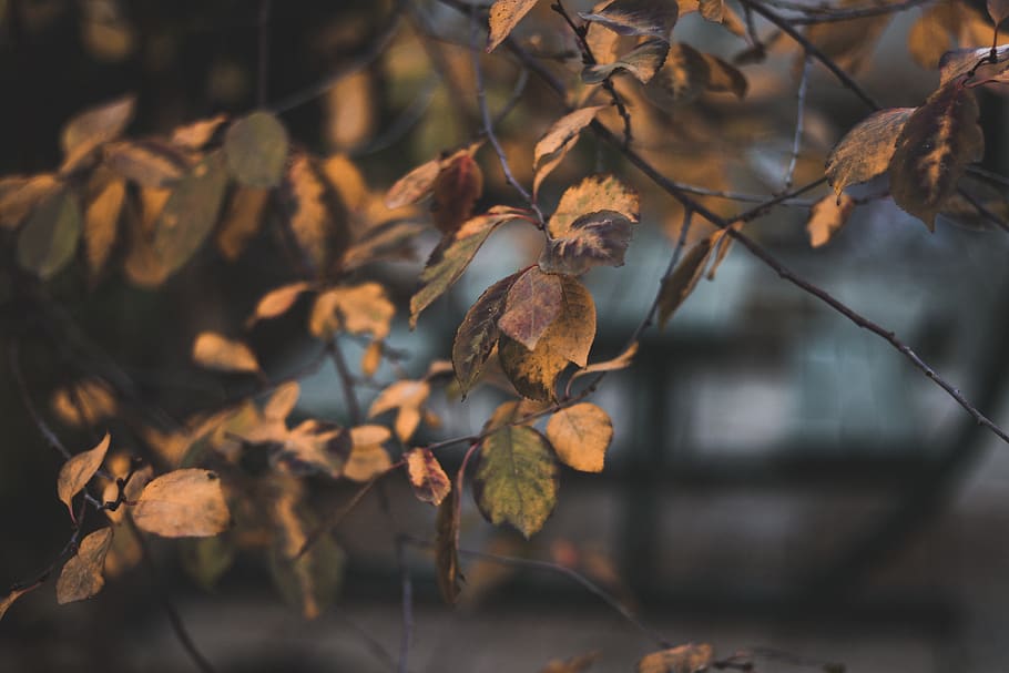 Brown Leaves On Branch , close-up, macro, leaf, plant part, focus on foreground HD wallpaper