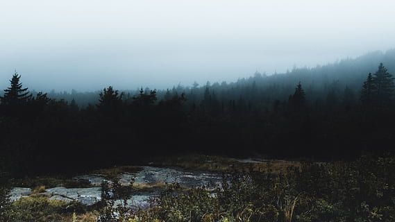 forest between land and sky, nature, outdoors, water, swamp, marsh HD wallpaper