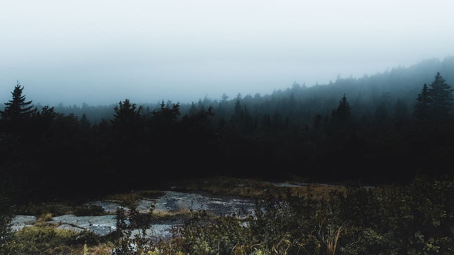 forest between land and sky, nature, outdoors, water, swamp, marsh HD wallpaper