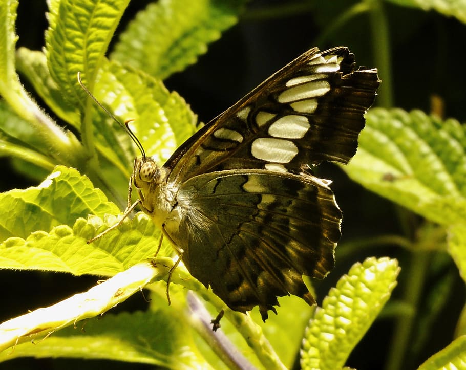 Dark butterfly sitting on a leaf., united states, washington HD wallpaper