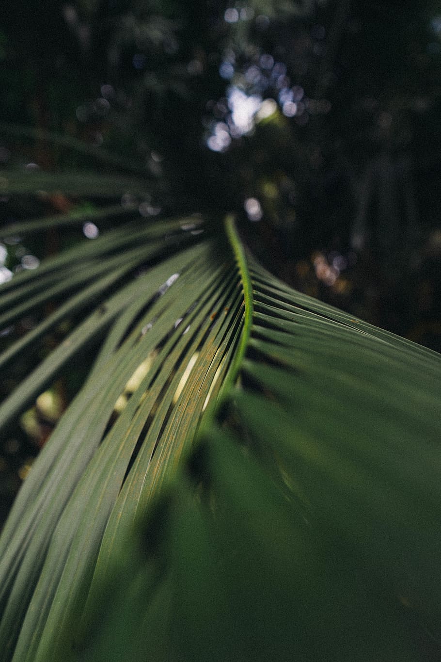 Selective Focus Photography of Green Coconut Leaf, background HD wallpaper