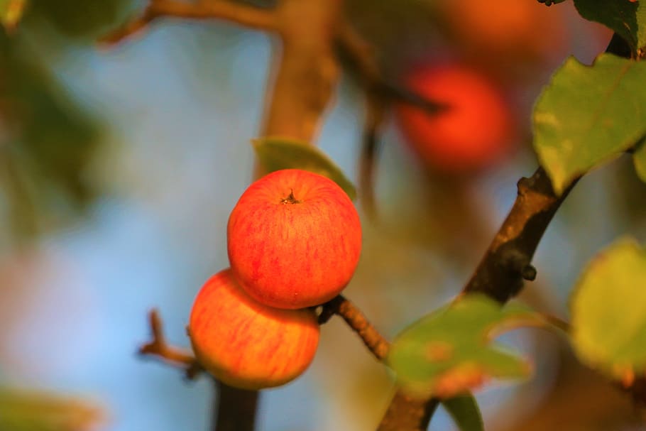 apple, fruit, healthy, fresh, food, nature, red, autumn, trees HD wallpaper
