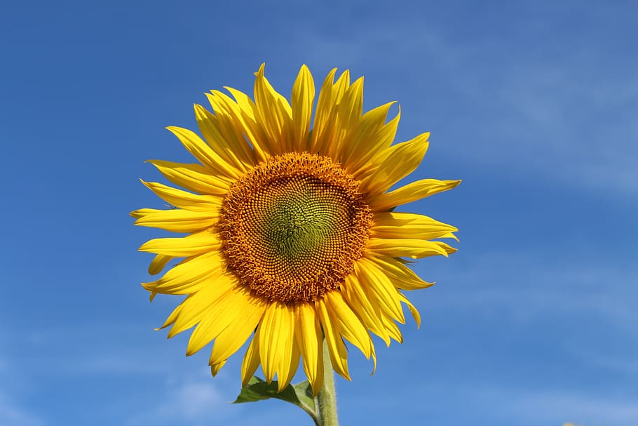 sunflower, rays, blue sky, summer, nature, flowers, yellow, HD wallpaper. 