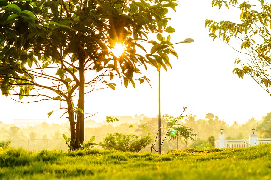 nature, tree, morning, sun, landscape, city, urban, plant, grass HD wallpaper