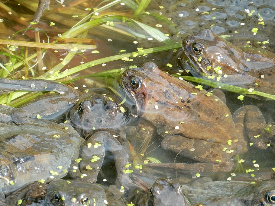 frogs, spawn, spring, pond, duckweed, seaweed, animal, frog spawn HD wallpaper
