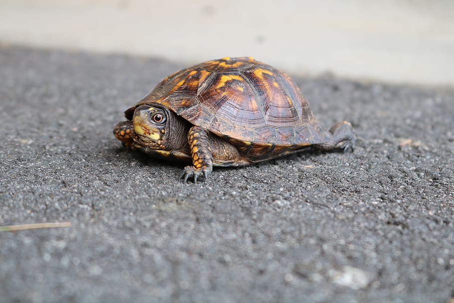 shell, nature, turtle, animal, slow, tortoise, wildlife, closeup HD wallpaper
