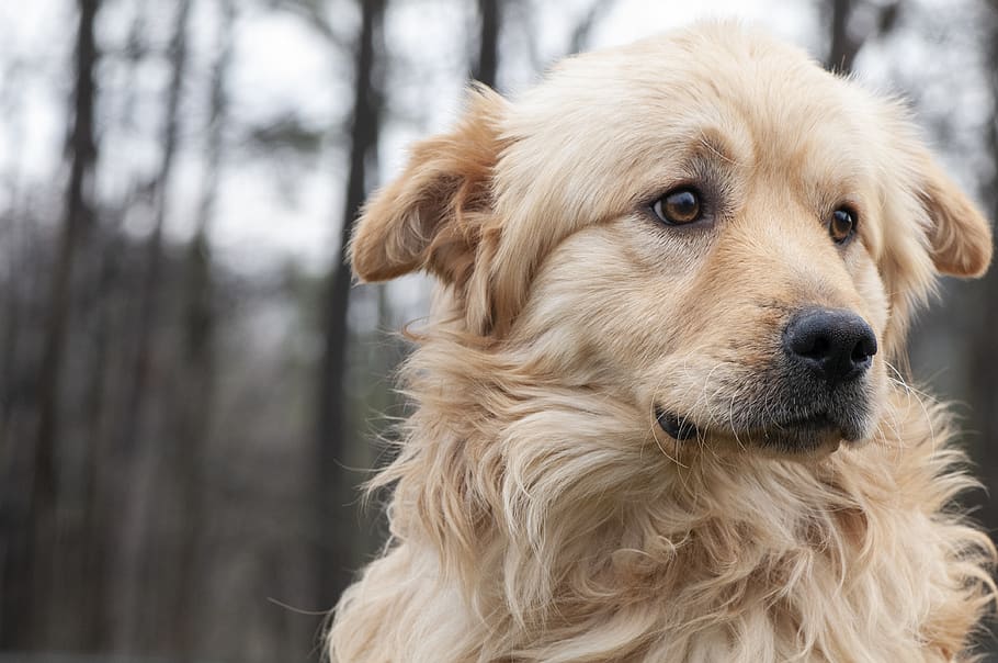 brown dog, one animal, canine, animal themes, domestic, pets HD wallpaper