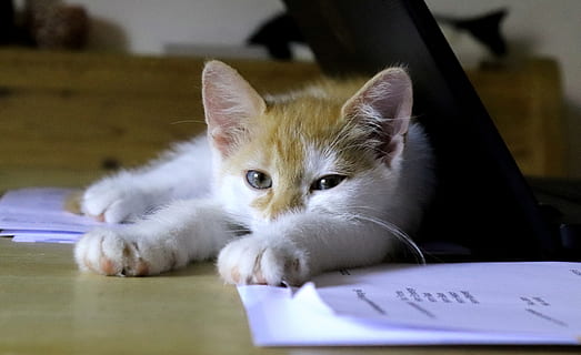 cat, sleep, office, break, desk, animal, red, white, lunch break HD wallpaper
