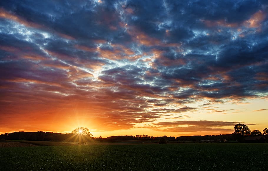 Silhouette of Trees during Golden Hour, bright, clouds, dawn HD wallpaper