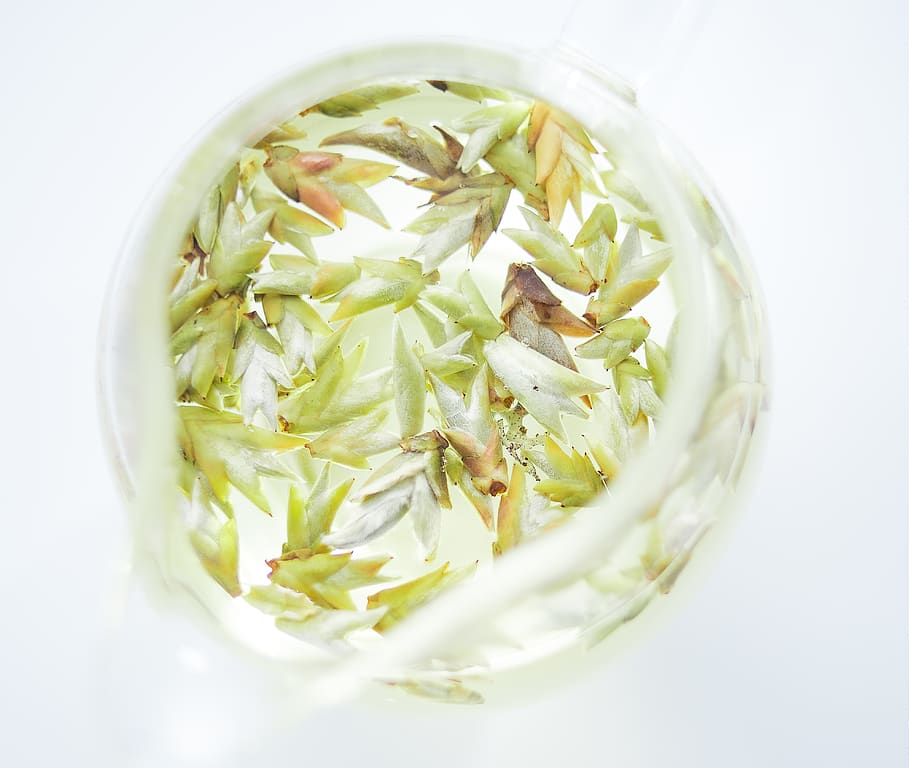 tea, teapot, fresh, green, pu-erh, beverage, water, clear, white HD wallpaper