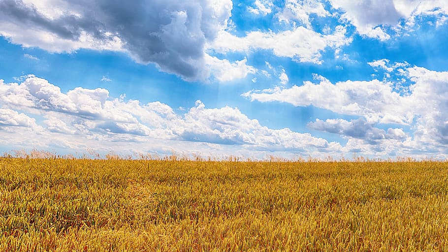 grass field during daytime, sky, cloud - sky, landscape, environment HD wallpaper