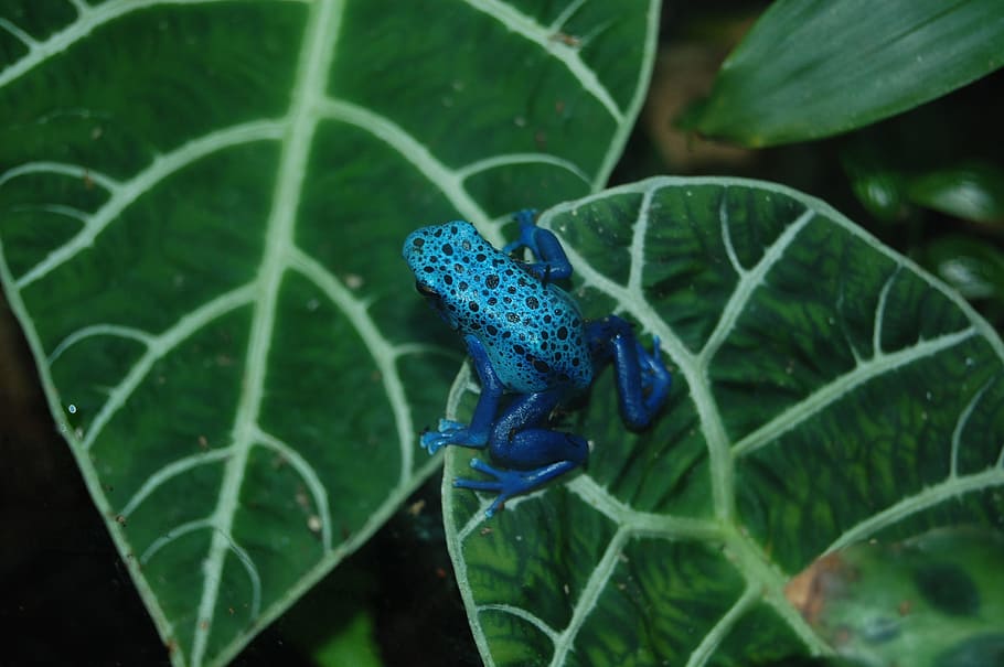 poison, blue, frog, nature, animal, reptile, plant part, leaf HD wallpaper