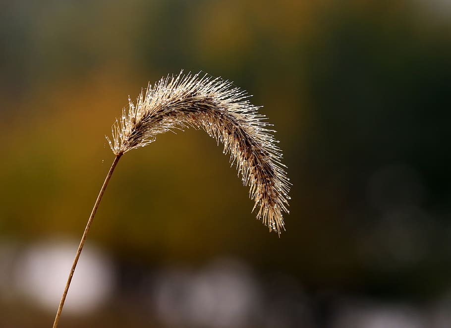 spike, drops, water, dew, yellow, autumn, focus on foreground HD wallpaper