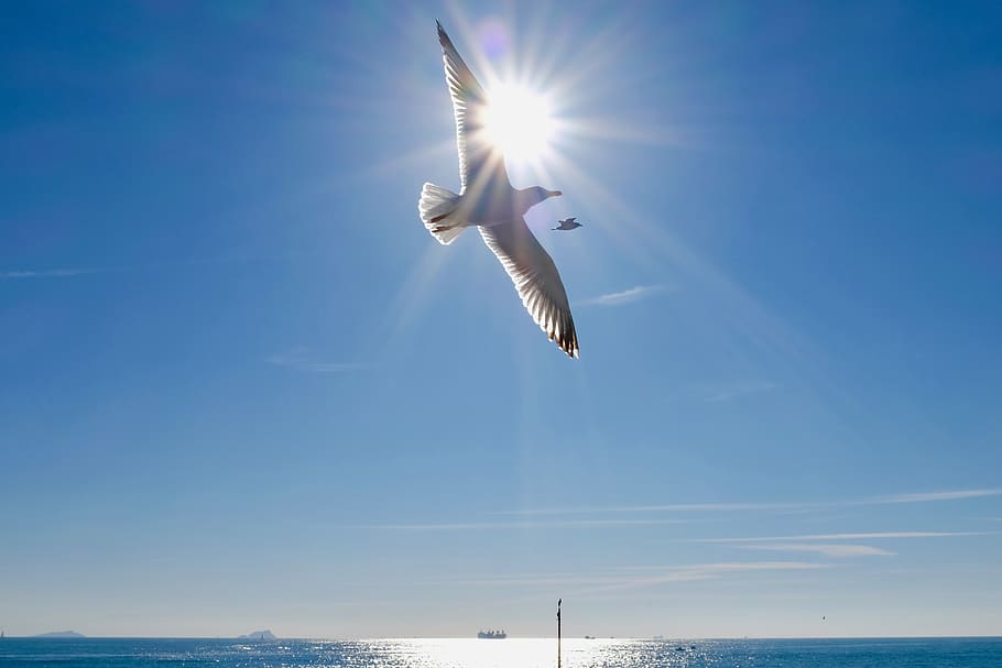 Bosphorus, Bird, wings, Sun, Shadow, Spiritual, Istanbul, Animals HD wallpaper