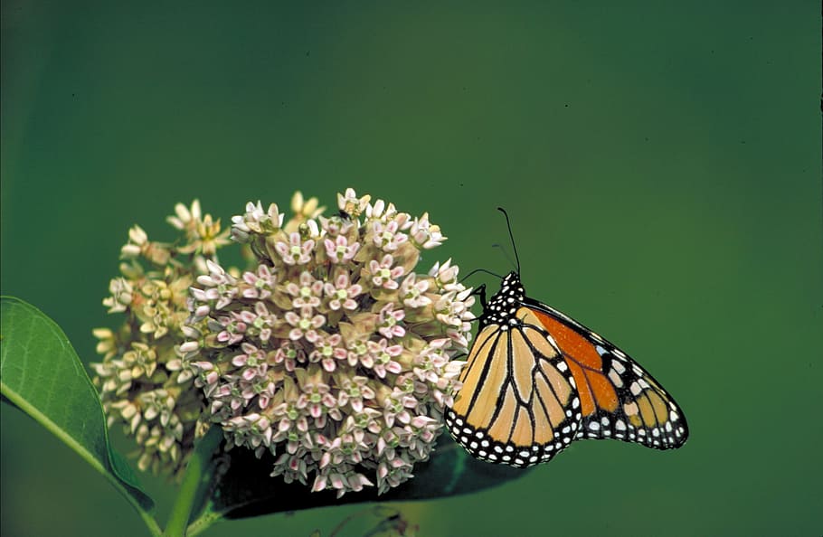 monarch, butterfly, insect, animal, nature, garden, flower HD wallpaper