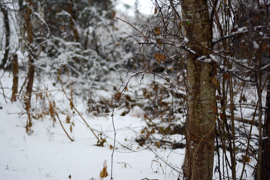 snow, winter, cold, december, dreary, white, tree, trees, vines HD wallpaper
