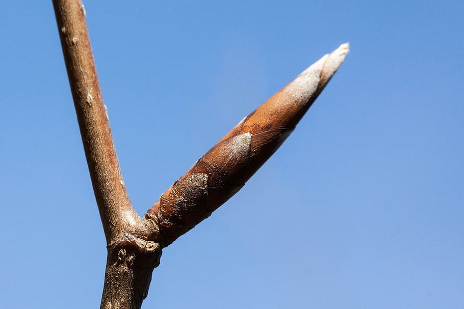closeup, bud, flower, nature, garden, clear sky, blue, day HD wallpaper