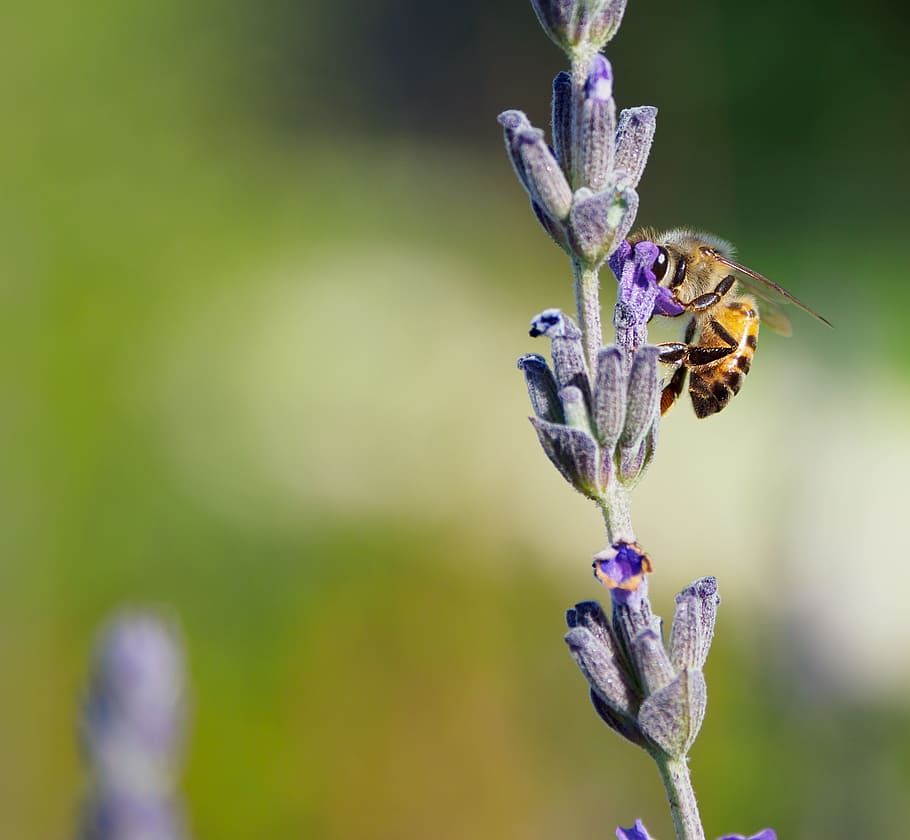 Honeybee on Purple Clustered Flowers, bloom, blossom, bumblebee HD wallpaper