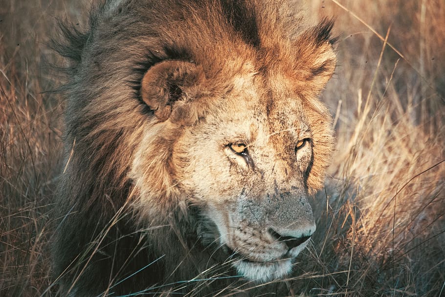 brown coated lion, wildlife, animal, mammal, savanna, grassland HD wallpaper