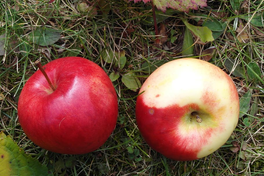 apples, mature, fruit, garden, bleeding, healthy eating, food