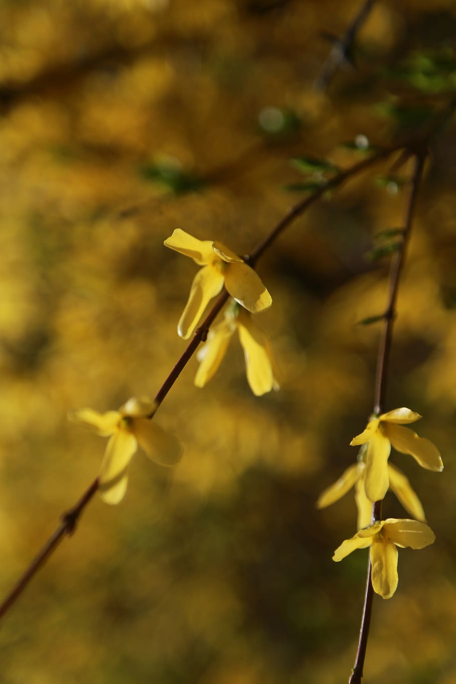 forsythia, flowers, spring, yellow, spring flowers, petal, plants HD wallpaper