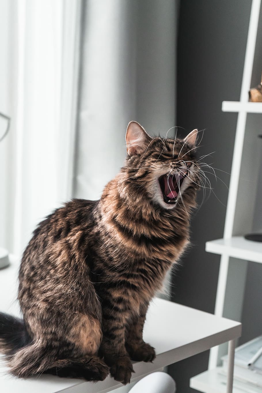 brown cat on white rack, pet, mammal, manx, mouth, lip, teeth HD wallpaper