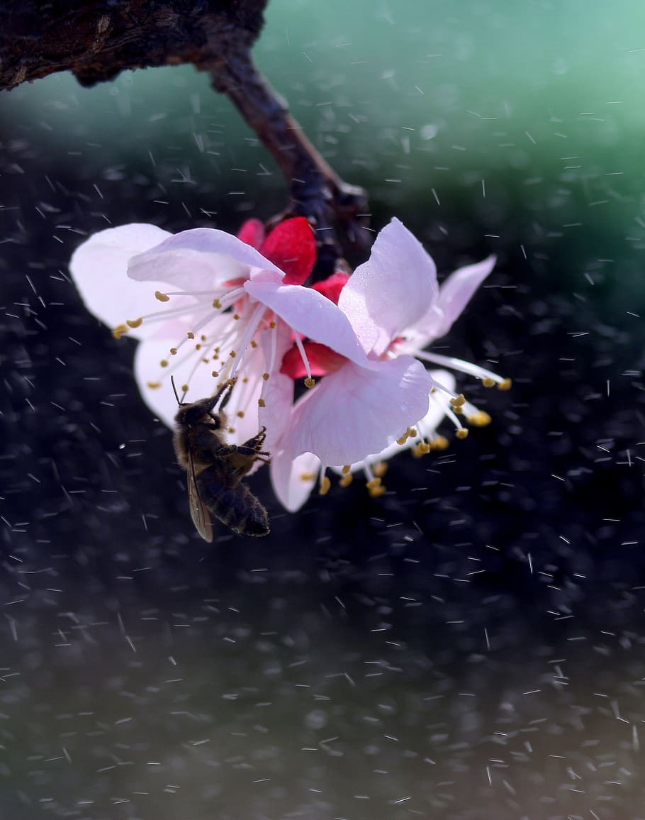 flowers, white, spring, casey, tree, nature, supplies, nice HD wallpaper