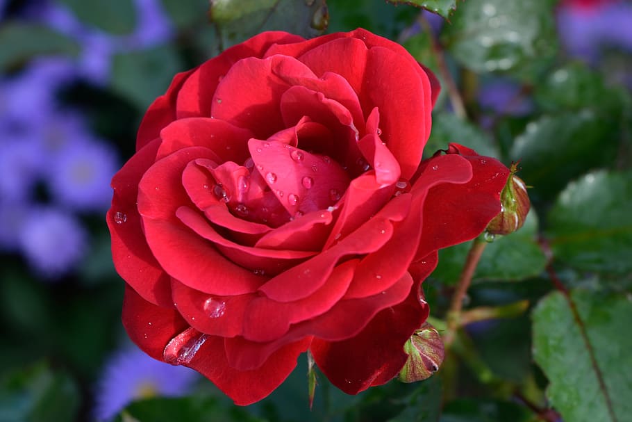 rose, flower, blossom, bloom, nature, flora, plant, spring HD wallpaper