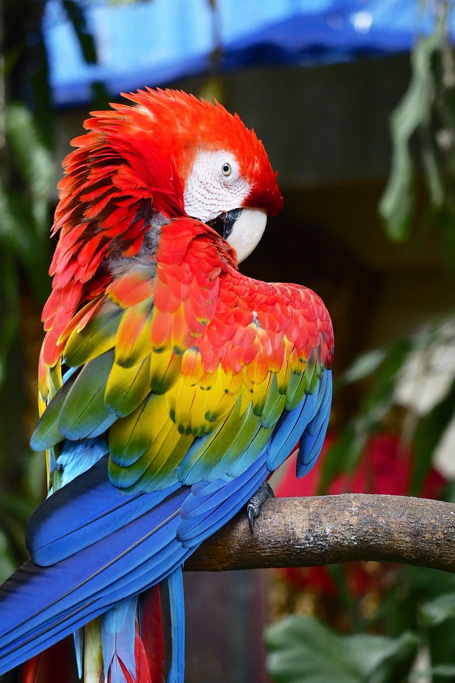 perching red-and-green macaw, vertebrate, animal themes, bird HD wallpaper