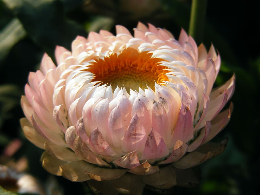 White Multipetal Flower, bloom, blossom, close-up, flora, golden everlasting HD wallpaper