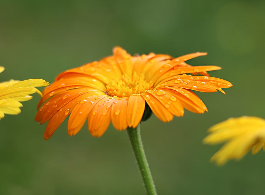 Orange Sunflower, bloom, blossom, close-up, dew, flora, HD wallpaper HD wallpaper