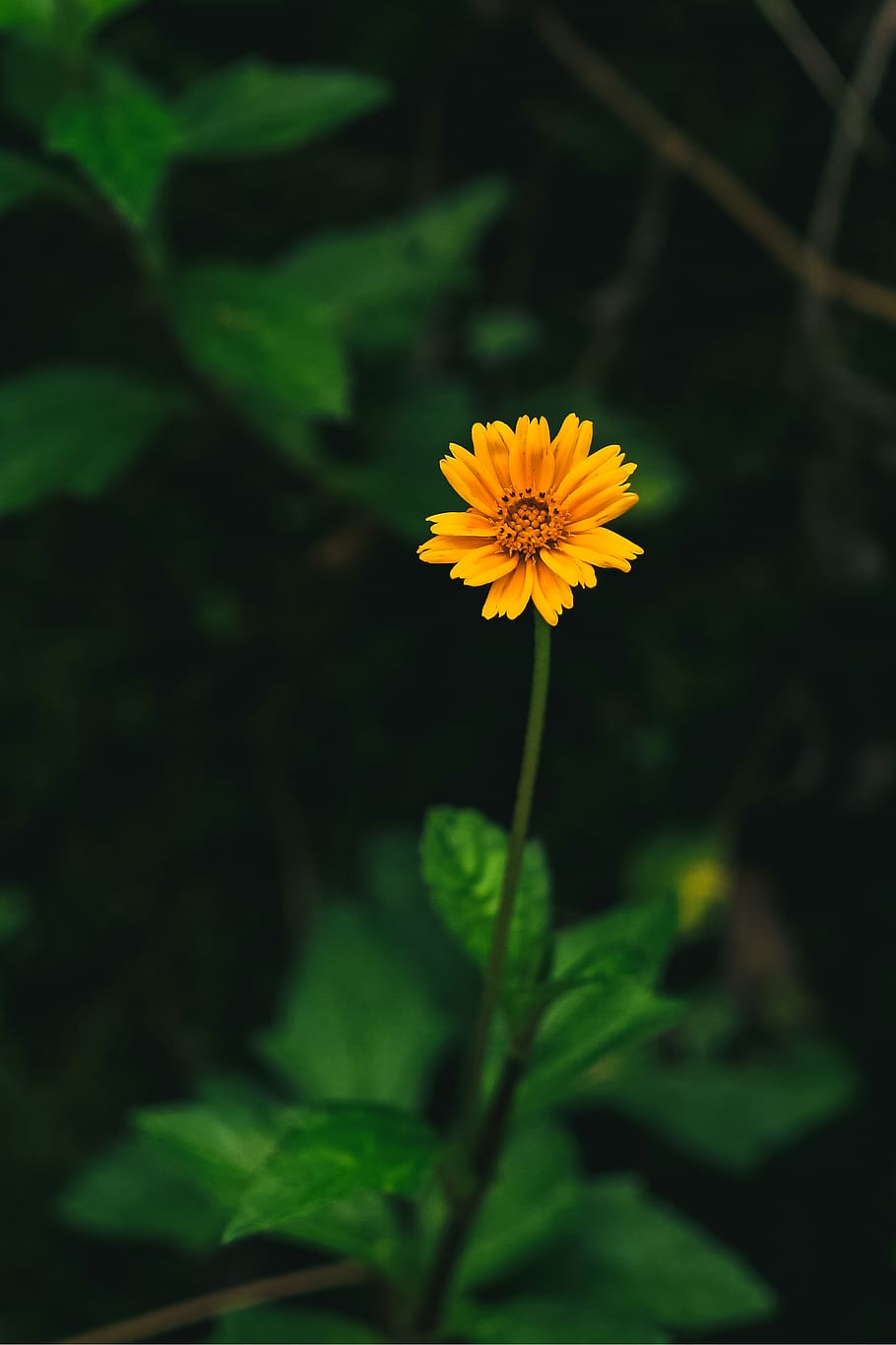 Orange Daisy Flower, beautiful, bloom, blooming, blossom, blur HD wallpaper
