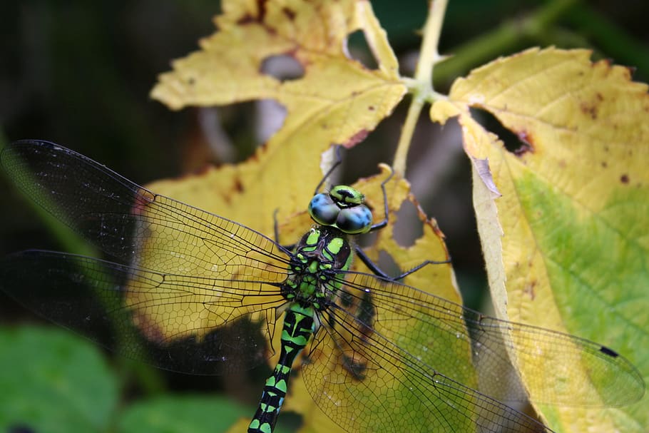 dragonfly, blue, green, insect, flight insect, nature, black HD wallpaper
