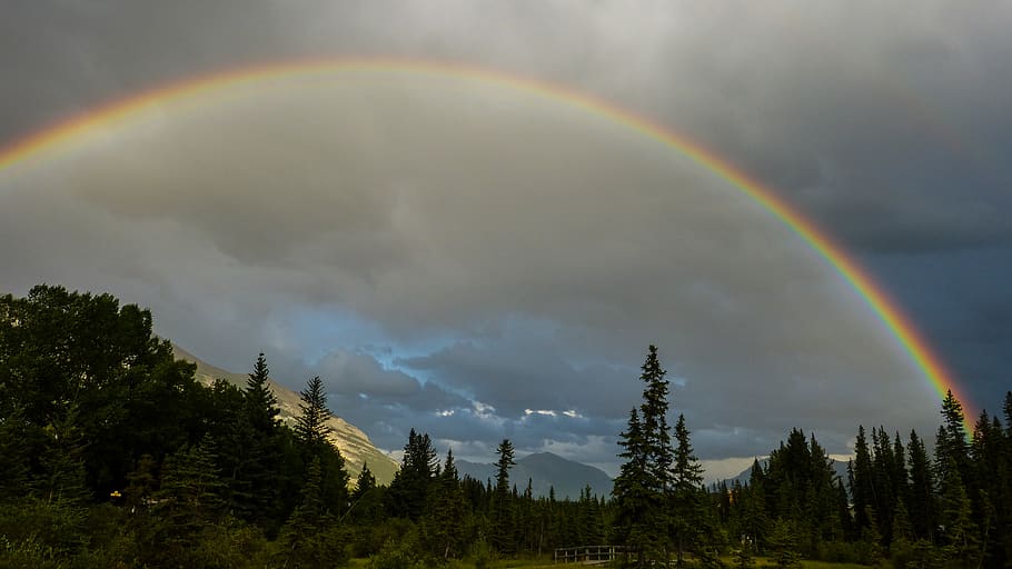 canada, canmore, rain, summer, trees, nature, bright, lucky HD wallpaper