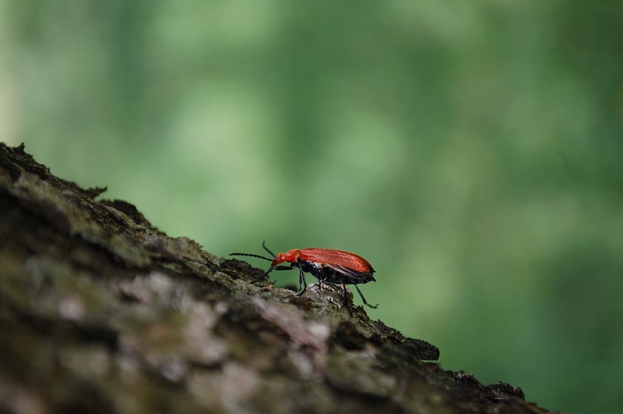 red, beetle, insect, bark, tree, animals, green, crawl, small HD wallpaper