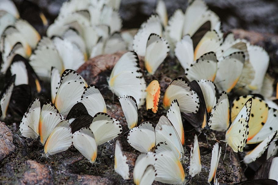 white butterfles, close-up, no people, freshness, food and drink HD wallpaper