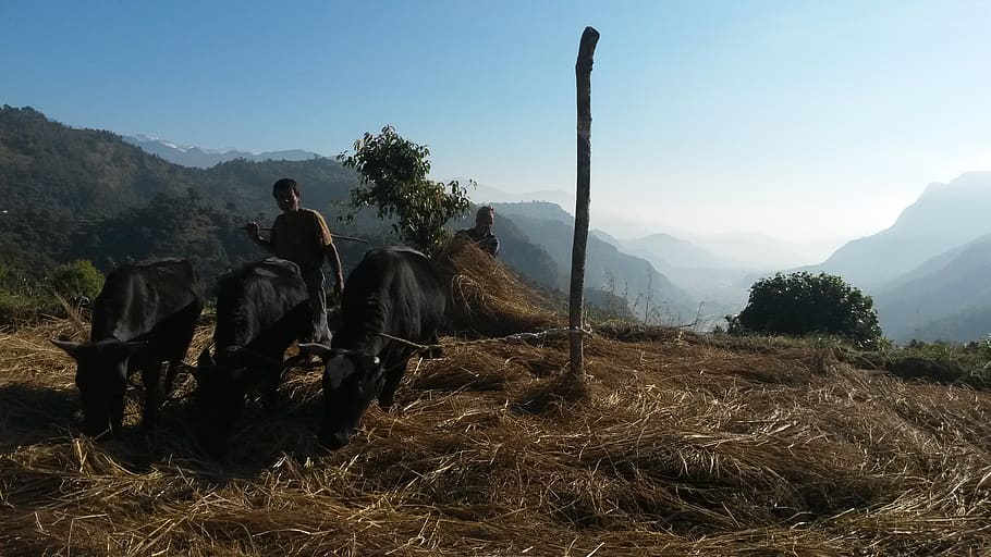 Mother the mountain farm. Дорога к Дампусу фильм 2014. Дампус.