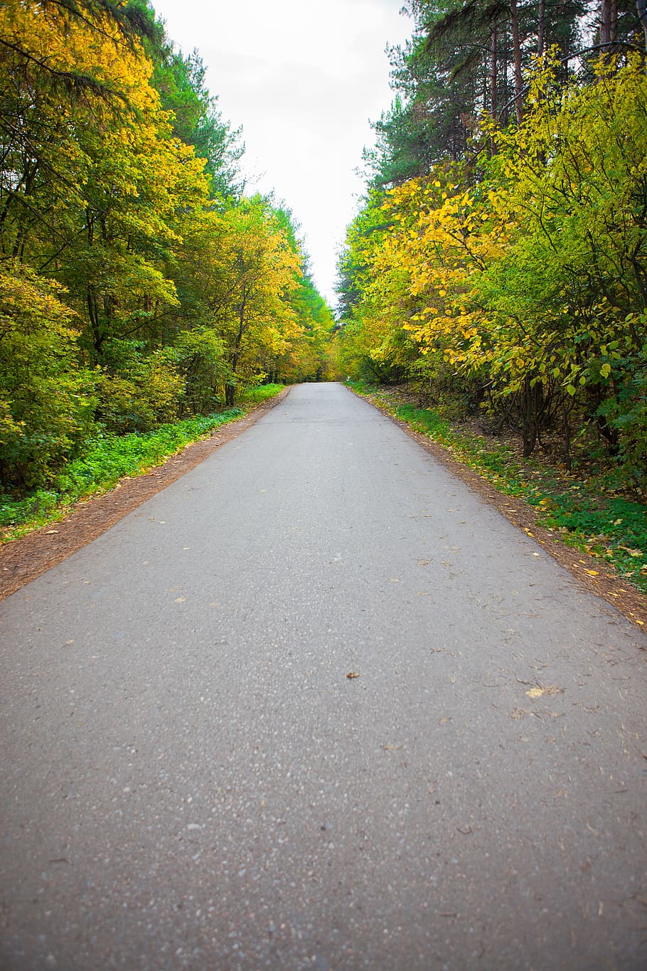 direct, dirt, environment, erect, foliage, footpath, forest HD wallpaper
