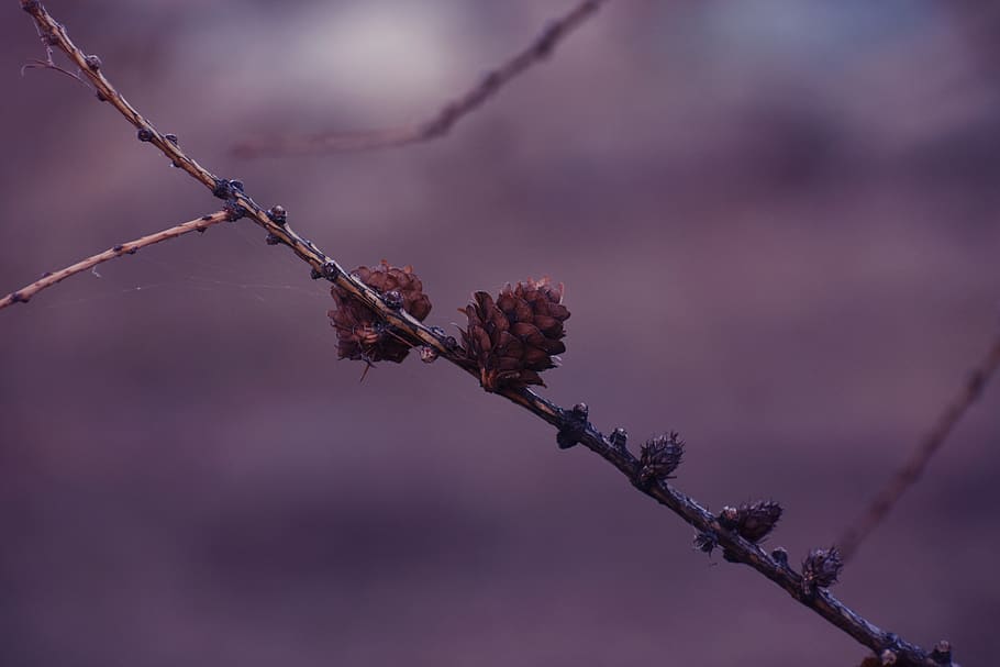 Pine Cones On Branch, conifer cones, macro, plant, beauty in nature HD wallpaper